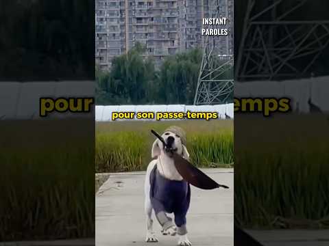 Ce chien apporte toute sorte d’objets insolites à son maître