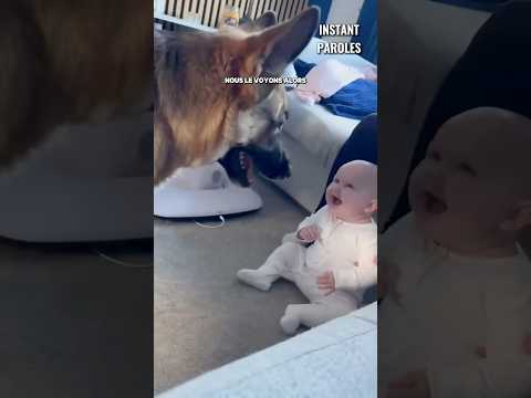 Ce chien donne le sourire à ce bébé au sein de la maison #shorts