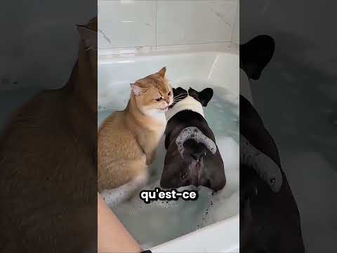 Ce chien est toujours aussi dégoûtant 🤮😂