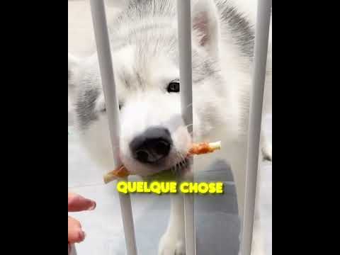 CE CHIEN EST UN GÉNIE ! 😱🐶