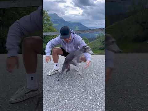 Ce chien est une fusée 🤯🚀 (Lévrier italien)