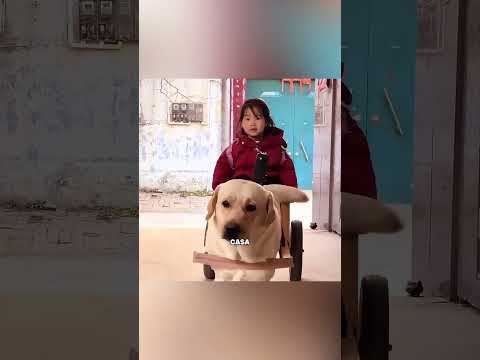 Ce chien ne sait que donner, et ne demande jamais rien en retour #shortvideo