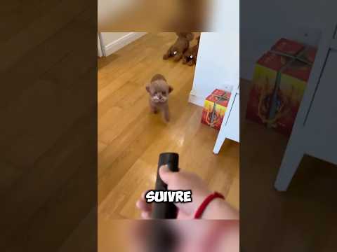 Ce Chien Robot Va Vous Faire Craquer : Une Révolution Technologique !