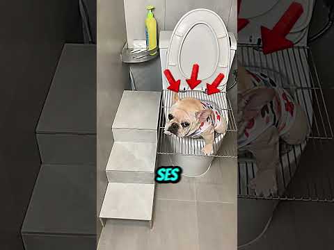 Ce Chien Utilise les Toilettes Comme un Pro ! 🐶🚽
