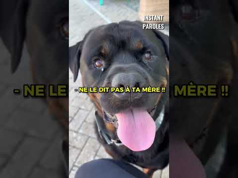 Ce chien va vous donner le sourire 😆
