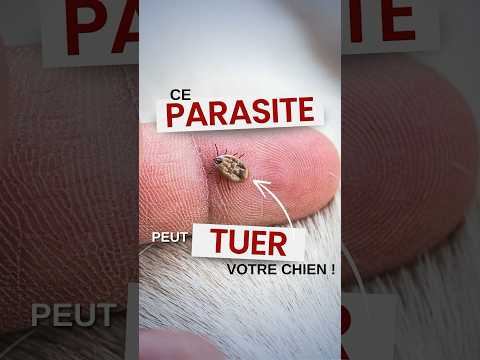 Ce parasite peut tuer votre chien !