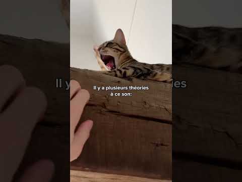 Ce que signifient les différents miaulements de ton chat 🐱🗣️ #shorts #chat