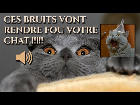 CES BRUITS VONT RENDRE FOU VOTRE CHAT !!!!!