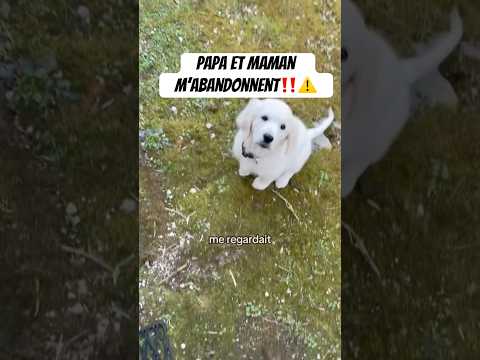C’est inacceptable 😡😡 #chien #goldenretriever #animaux #amour #voyage