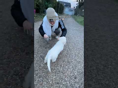 C’est mon premier vlog! Vous aimez?🦴❤️ #amour #animaux #chien #chiot #goldenretriever