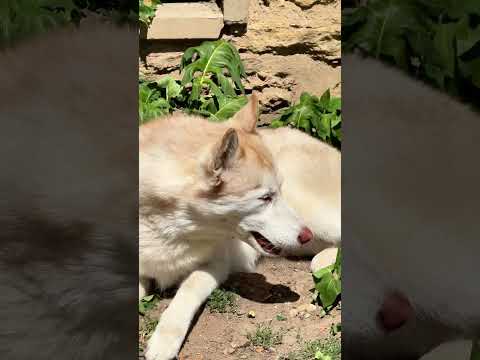 Chaleur et jardin… vigilance !!! #chien #educationcanine #husky #chienmignon #chiens #canicule