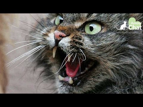Chat agressif, TERRIBLE video de chats agressifs et en colère, chat qui griffe