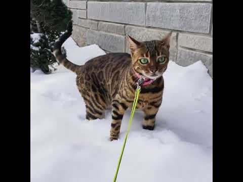chat bengal miaule-t-il beaucoup?