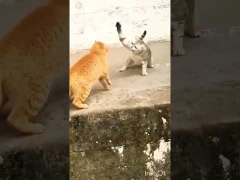 #chat #cat #cute #kitten #animals #colère #cute #chaton #mignons