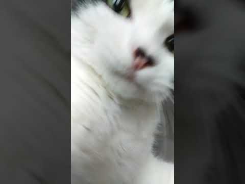 Chat colère