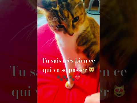 chat drôle et intelligente.(je vais me mettre en colère).#cute #cat #shortvideos #funny #youtube .😻