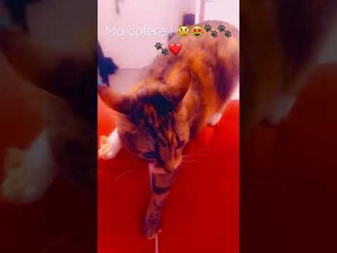 chat drôle et intelligente.(très en colère)…#énervé#agacée#patte#griffe#posture…😼😻🐾❤️