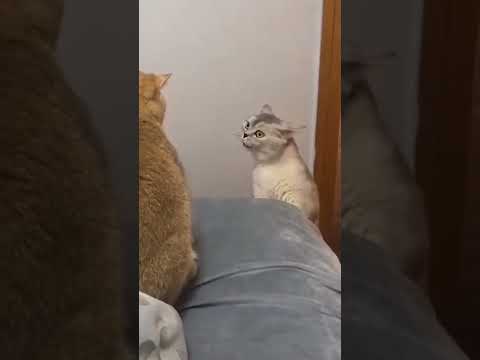 chat en colère