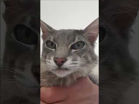 CHAT EN COLÈRE
