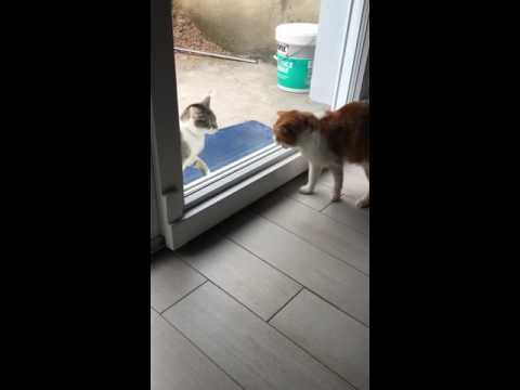 Chat en colère !!