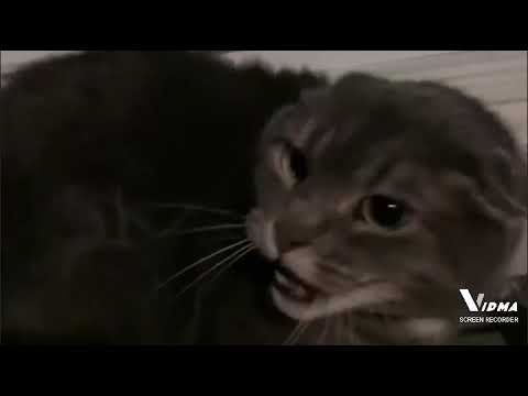 Chat en colère