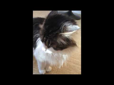 Chat en colère