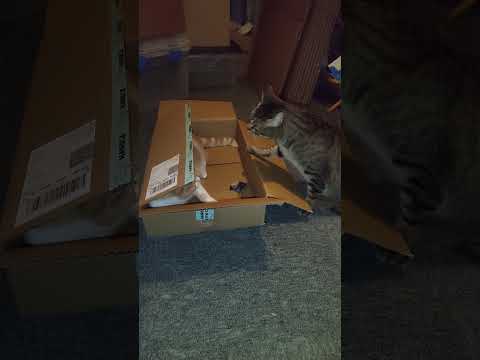 Chat en colère #cat #chat #animals