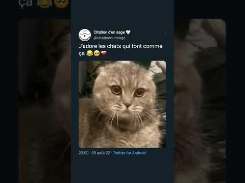 Chat en colère #citationdunsage #information #question #reflexion #message #pensée #croire