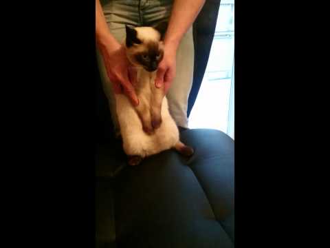 Chat en colère contre sa maîtresse