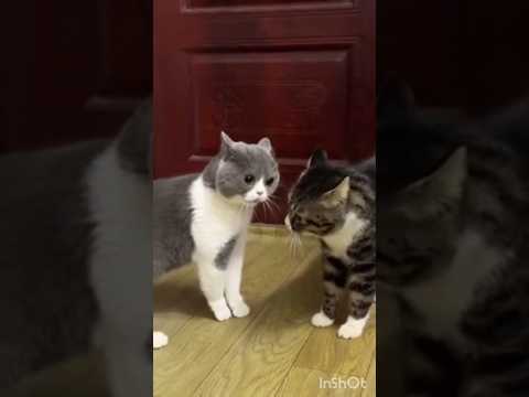 chat en colère énervé #cute #funny #cat #pets #memes