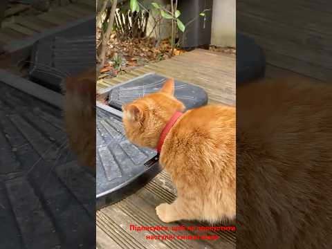 Chat en colère 🐱💥🐶 Злий кіт