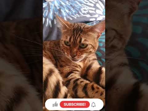 Chat en colère 😂🤣