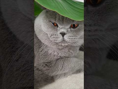 chat en colère 😠 #cat #cute