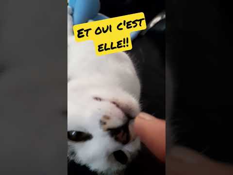 Chat en colère 😡