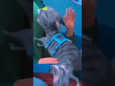 chat en colère 🤣😹😀 #cat #humour #funnyvideos