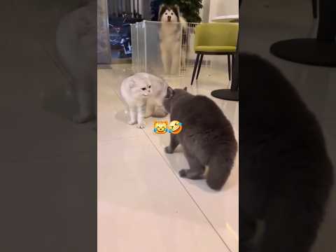 Chat en colère qui miaule rigolo #cute #funny #cat #animals #animauxdrôles