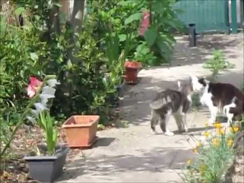 chat en colère qui se bagarre !!!