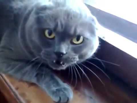CHAT EN COLERE