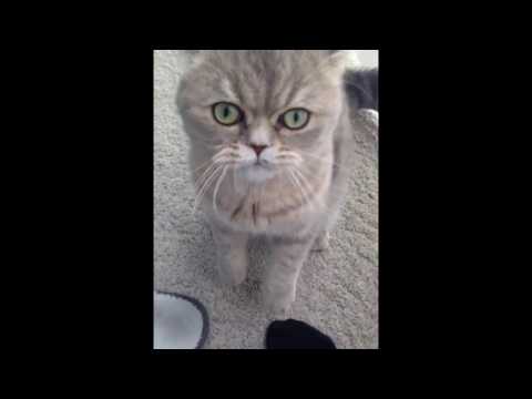 Chat en colère#Aggressive cat
