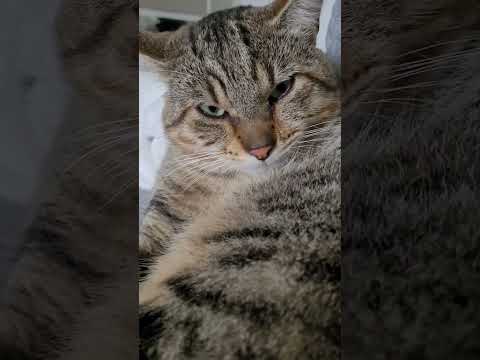 Chat est grave en colère 😠 👿