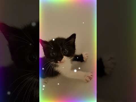 Chat et chaton qui miaule. #cats #chaton #cat #kitten #cute #funnyvideo #chat #animals