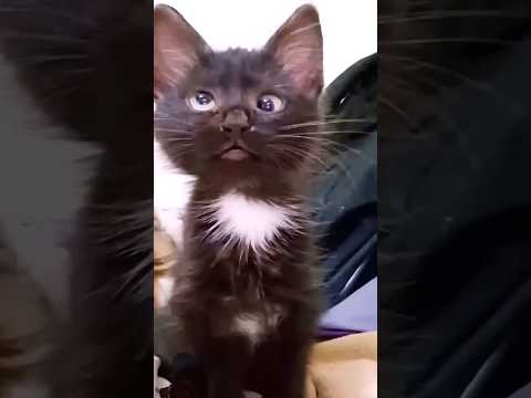 Chat 🐱 drôle Bébé drôle 😂  #funny #cat #laugh #animals #shorts