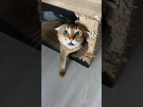 chat méchant 😱🙀 très en colère