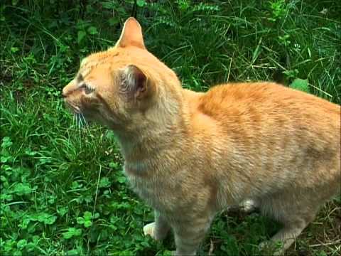 CHAT MIAULE : MANGER, CAT MEOWS TO EAT,  CAT MIAOWS