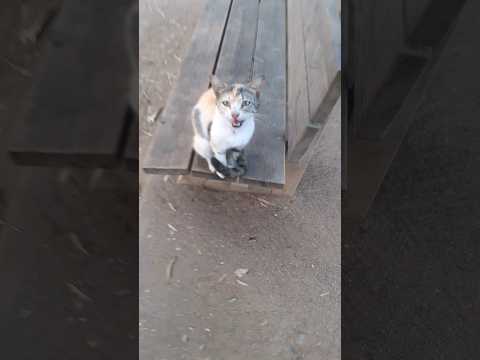 chat miaule puis s'étire, son ami  le chaton noir effrayé par le son des pas de course se sauve…
