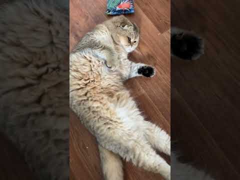chat miaule #shorts #cat #meowing ##scottishfold