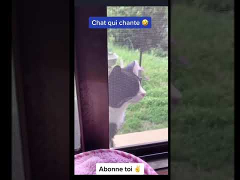 #chat #miaulement