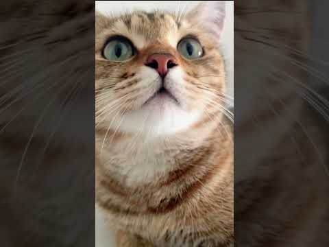 Chat mignon qui miaule 😻🐱