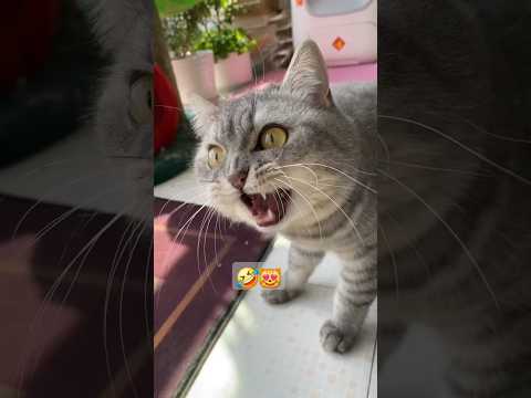 Chat mignon qui miaule rigolo #chat #drole #funny