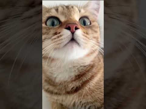 Chat mignon qui miaule